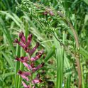 Fumaria officinalis fleur